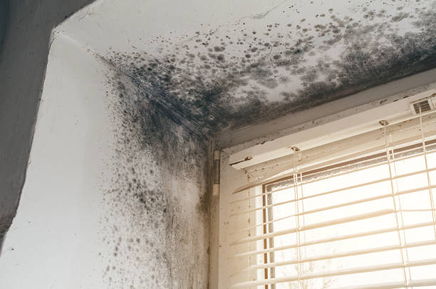 Affordable Mold Cleanup solutions in Richland, MI